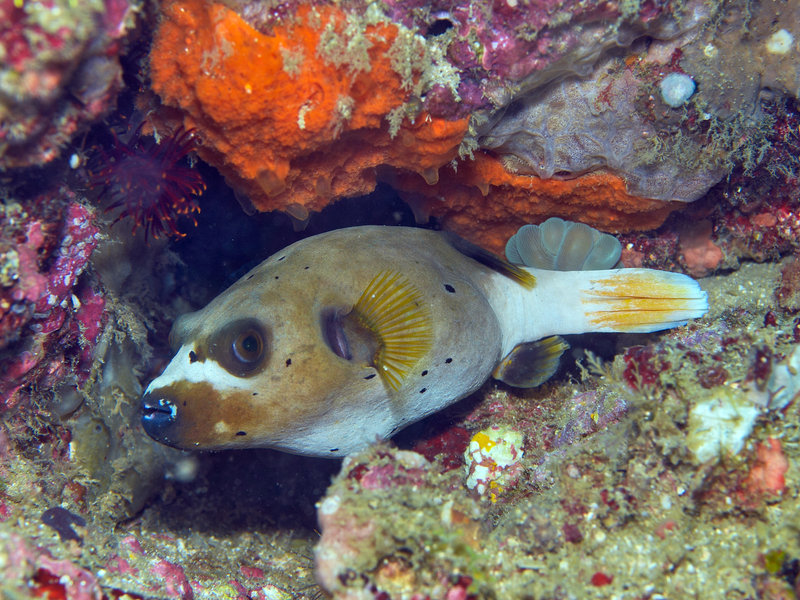 Puffer Fish, Nudibranch City